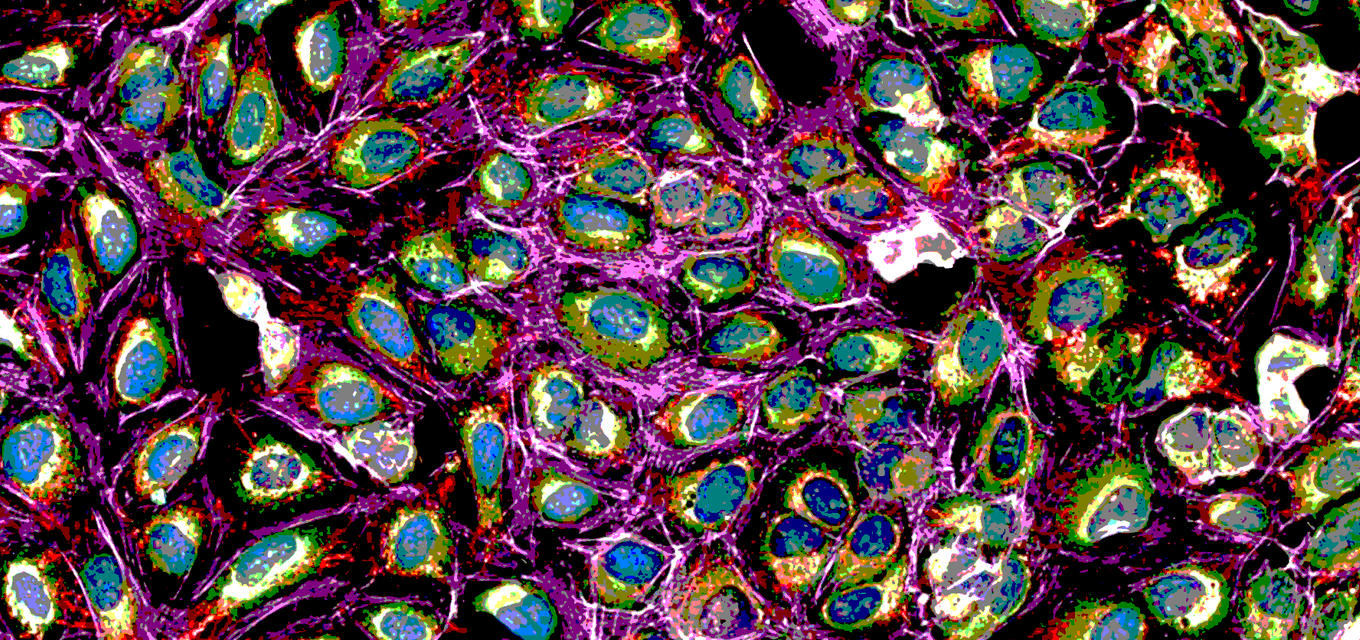 cell painting in purple, blue, green color cells